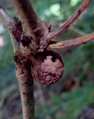 Disholcaspis globosa