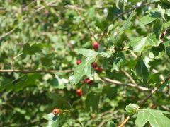 Crataegus laevigata