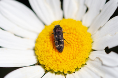 Acmaeoderella flavofasciata flavofasciata