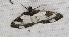 Melanthia procellata