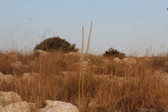 Drimia aphylla