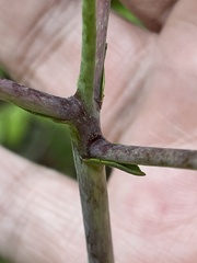 Silphium