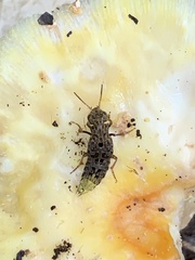 Ontholestes cingulatus