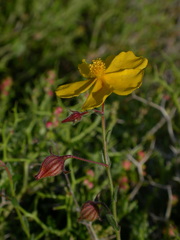 Fumana arabica