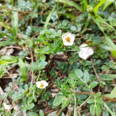 Kallstroemia rosei