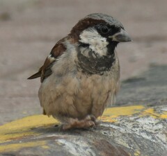 Passer domesticus