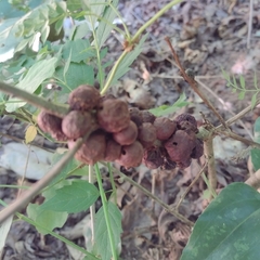 Disholcaspis globosa