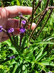 Verbena hastata