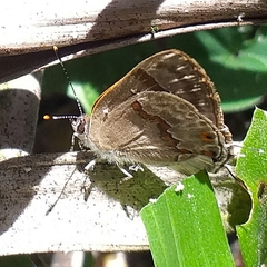 Rubroserrata ecbatana