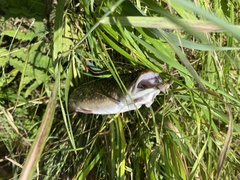 Salvelinus fontinalis