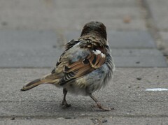 Passer domesticus