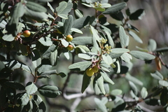 Frangula californica