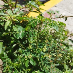 Phyllanthus tenellus