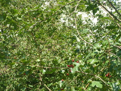Crataegus laevigata