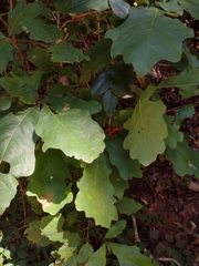 Disholcaspis globosa