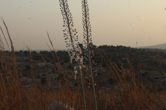 Drimia aphylla