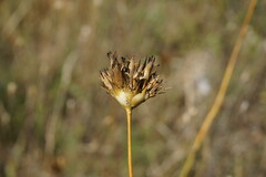 Dianthus capitatus