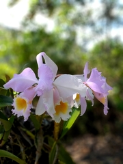 Cattleya