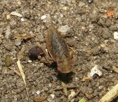 Ulopinae
