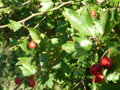 Crataegus laevigata
