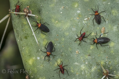 Hesperolabops mexica