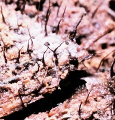 Cribraria cancellata