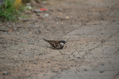 Passer domesticus