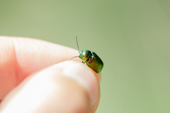 Cryptocephalus sericeus