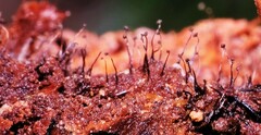 Cribraria cancellata