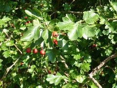 Crataegus laevigata