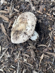 Pluteus cervinus