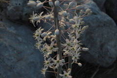 Drimia aphylla