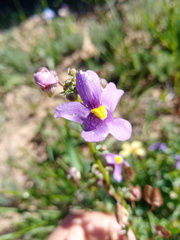 Nemesia leipoldtii