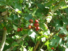 Crataegus laevigata