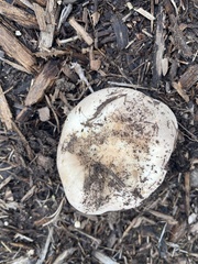 Pluteus cervinus