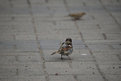 Passer domesticus