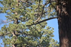 Pinus jeffreyi