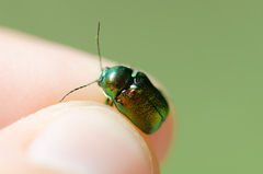 Cryptocephalus sericeus