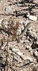 Aspidoscelis neotesselatus