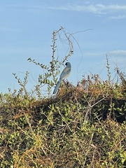 Aphelocoma coerulescens