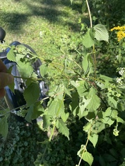 Agastache scrophulariifolia