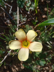 Oxalis obtusa