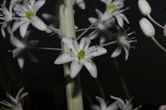 Drimia aphylla