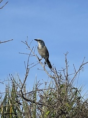 Aphelocoma coerulescens