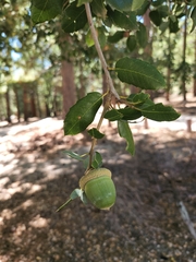 Quercus chrysolepis