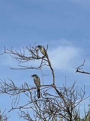 Aphelocoma coerulescens