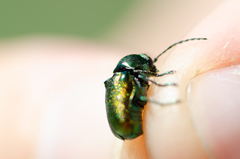 Cryptocephalus sericeus