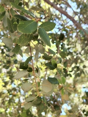 Quercus chrysolepis