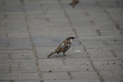 Passer domesticus