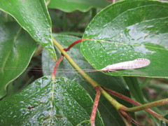 Nectopsyche exquisita